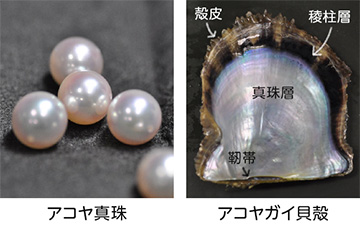 アヤコ真珠/アコヤガイ貝殻