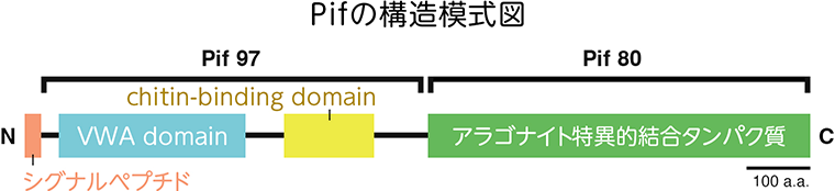 Pifの構造模式図