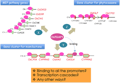 OsTGAP1はモミラクトンとファイトカサン生合成遺伝子クラスターおよび上流のMEP経路遺伝子のすべの発現誘導に影響を与える