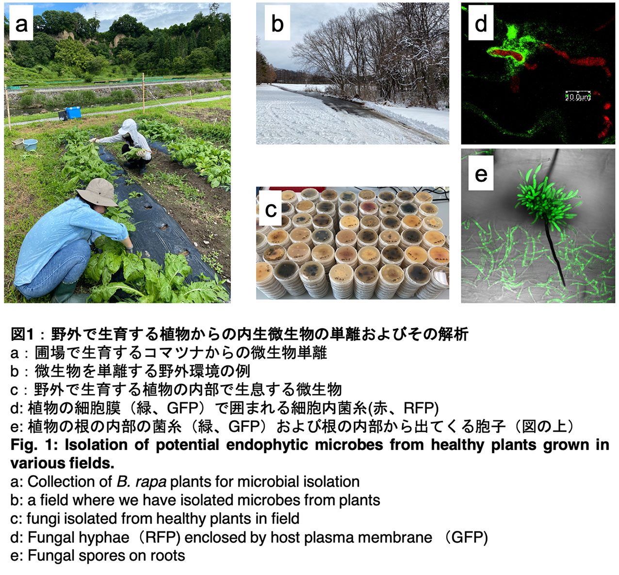 植物微生物相互作用