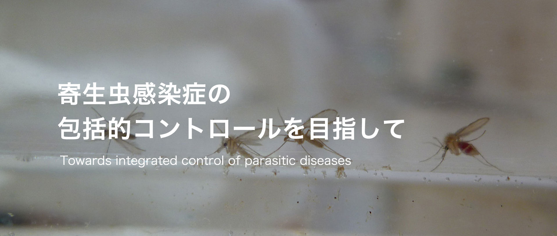 Towards integrated control of parasitic diseases