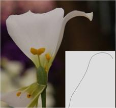 トルコギキョウの花の立体形態