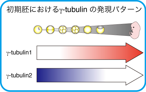 γ-tubulin2