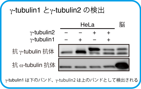 γ-tubulin2の発現