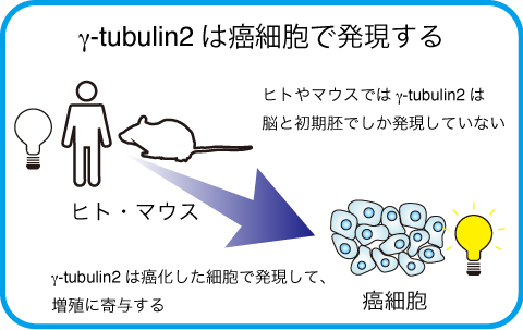 γ-tubulin2は癌細胞で発現する