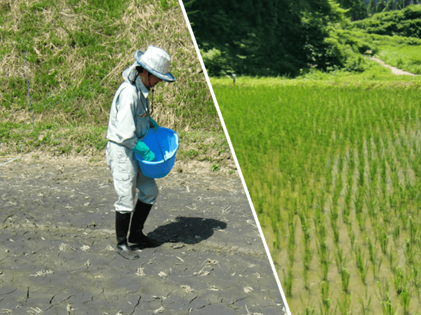 鉄で土を肥やしメタンを減らす！