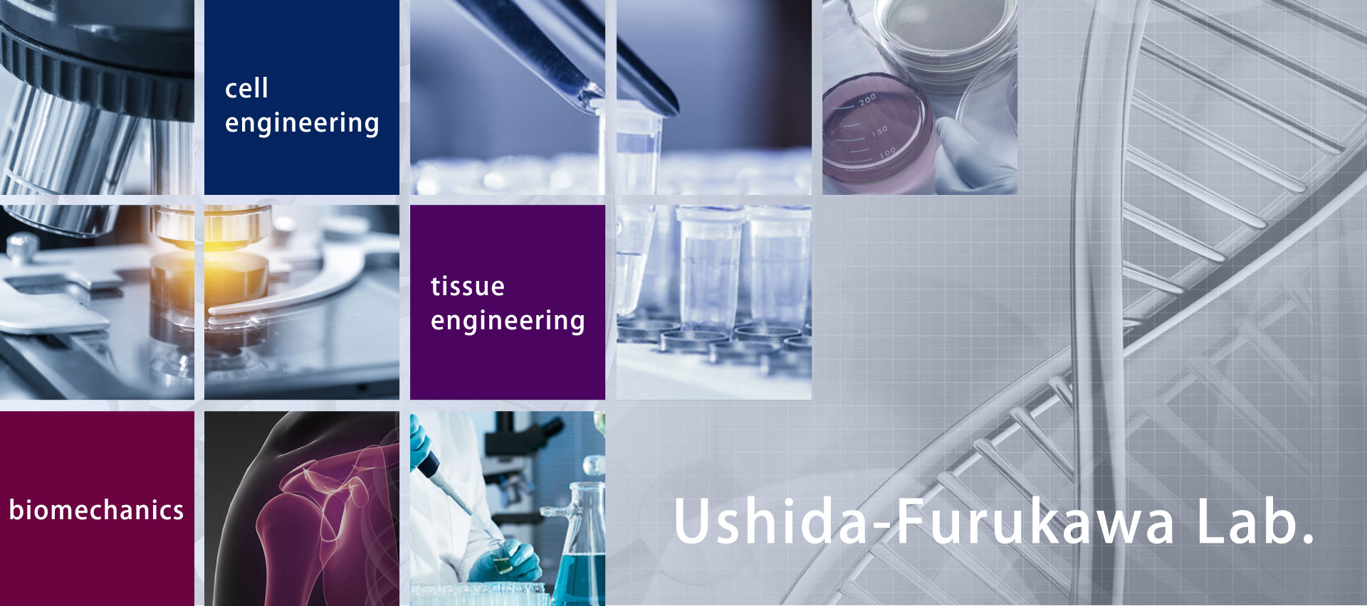 cell engineering, tissue engineering, biomechanics, Ushida-Furukawa Lab.