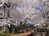 シャトー神谷の桜