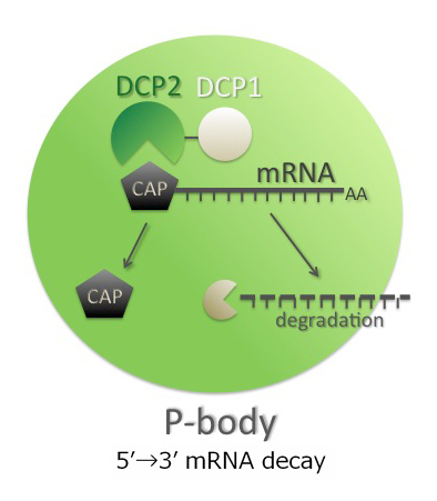 P-bodyによるmRNA制御