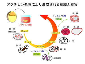 アクチビン処理により形成される組織と器官