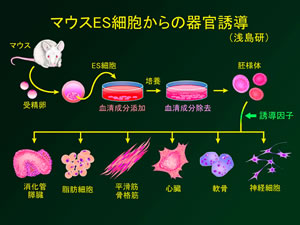 ES細胞から作られた組織