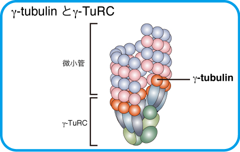 γ-tubulinの機能
